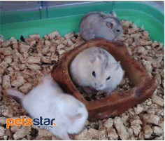 Hamster Info Hamster Info
